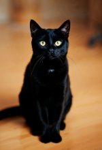 elegant-portrait-black-cat-indoors_23-2151890796.jpg