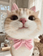 cat-cute-cat-bow.gif