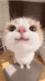 cat-smile-kitty-smile.gif