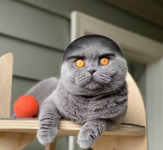 1781637246030.png